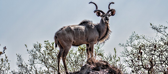 Image of a horned animal looking in the distance